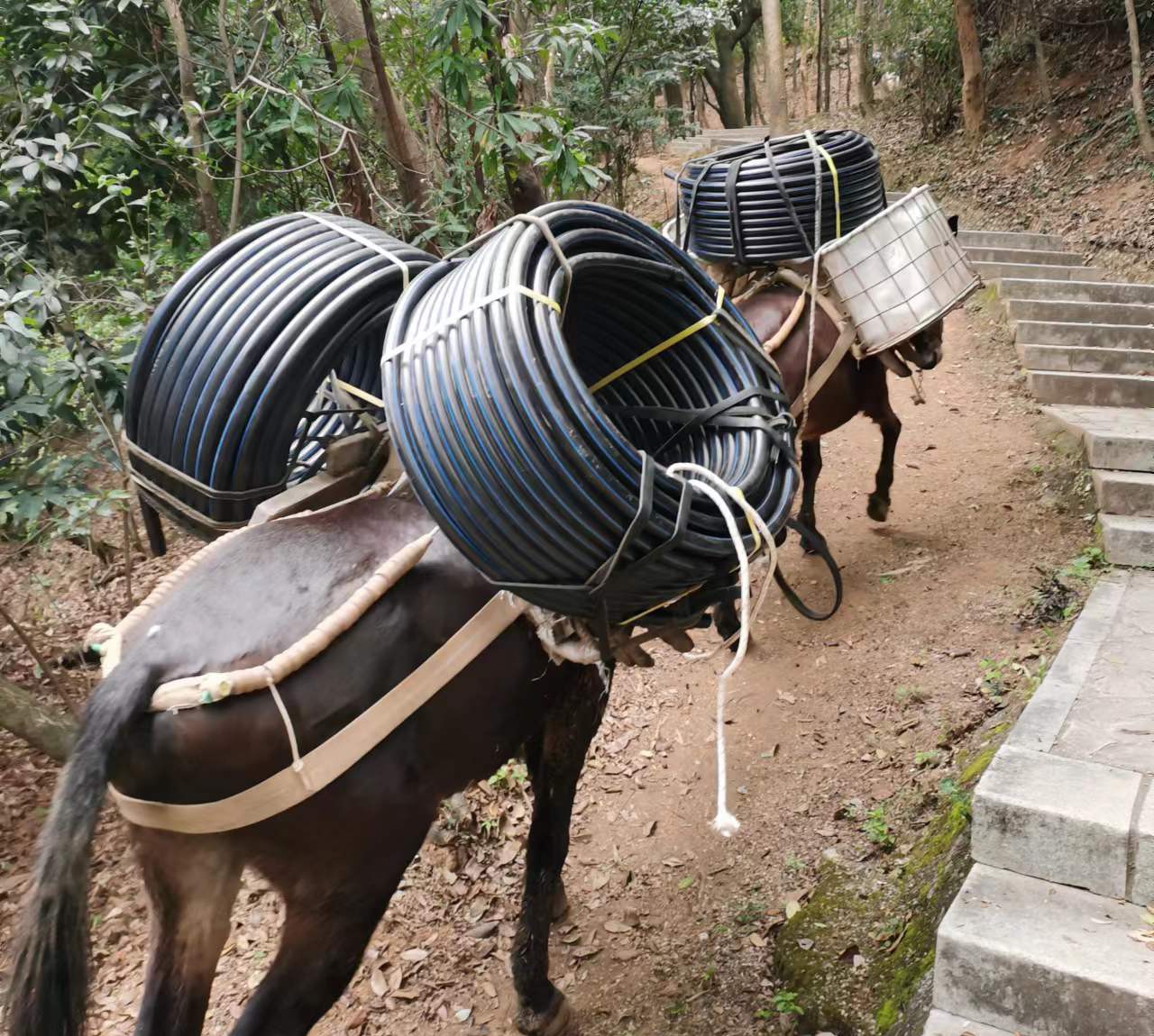 龙华区马帮运输