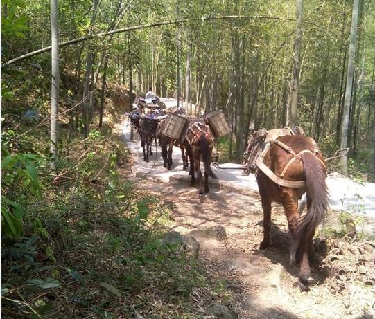 龙华区马帮运输电话