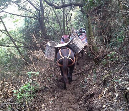 龙华区马帮运输公司
