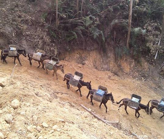 龙华区山路马帮运输