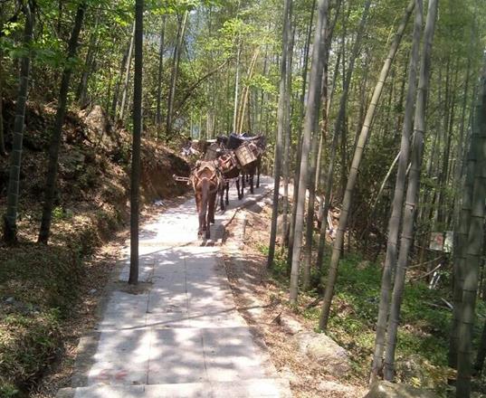 龙华区马队运输公司