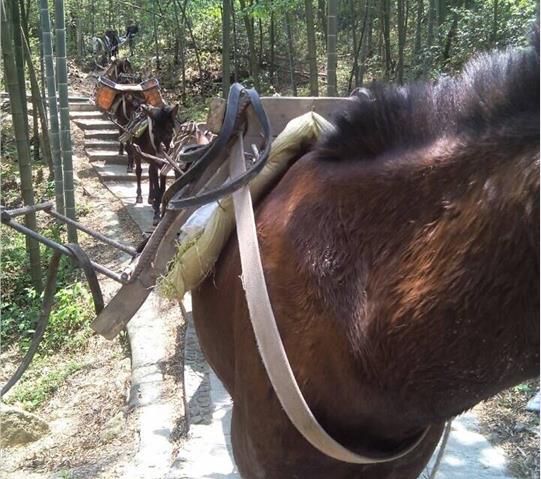 龙华区骡马队运输