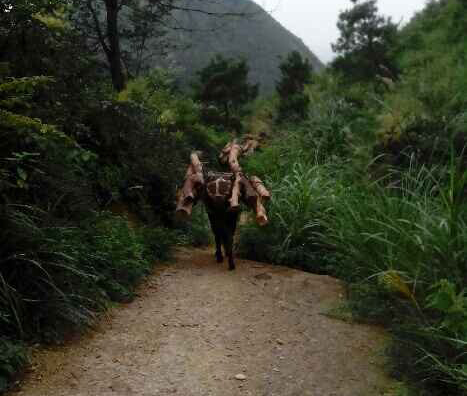 龙华区骡马运输