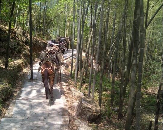 龙华区山区骡马运输