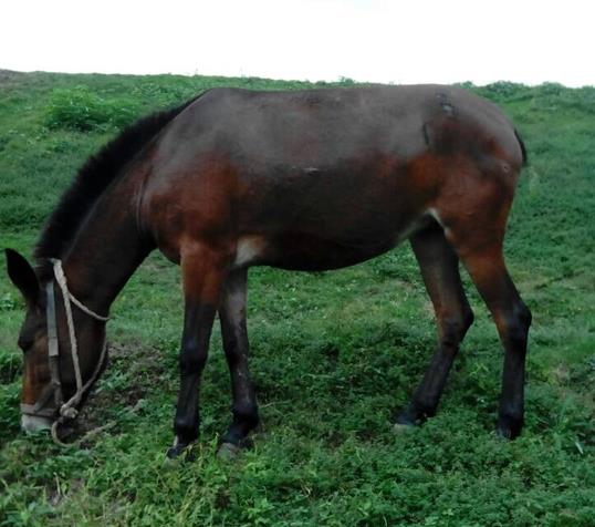 龙华区骡马搬运