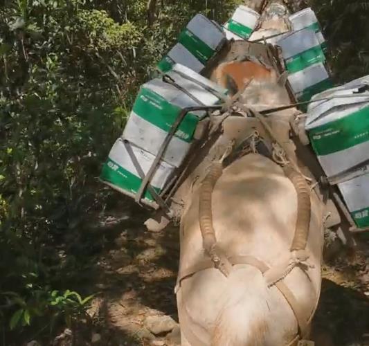 龙华区骡马山路运输