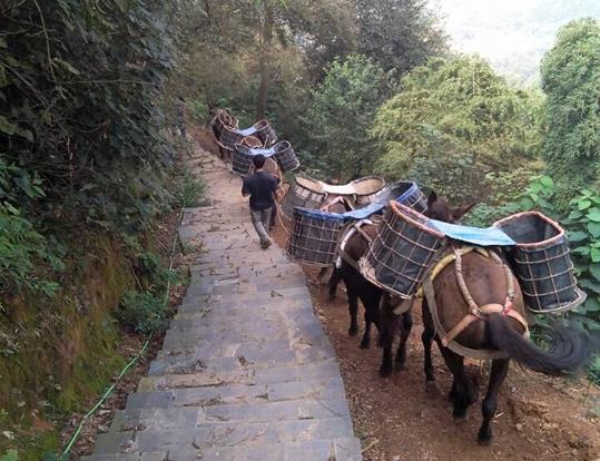 龙华区骡马运输电话