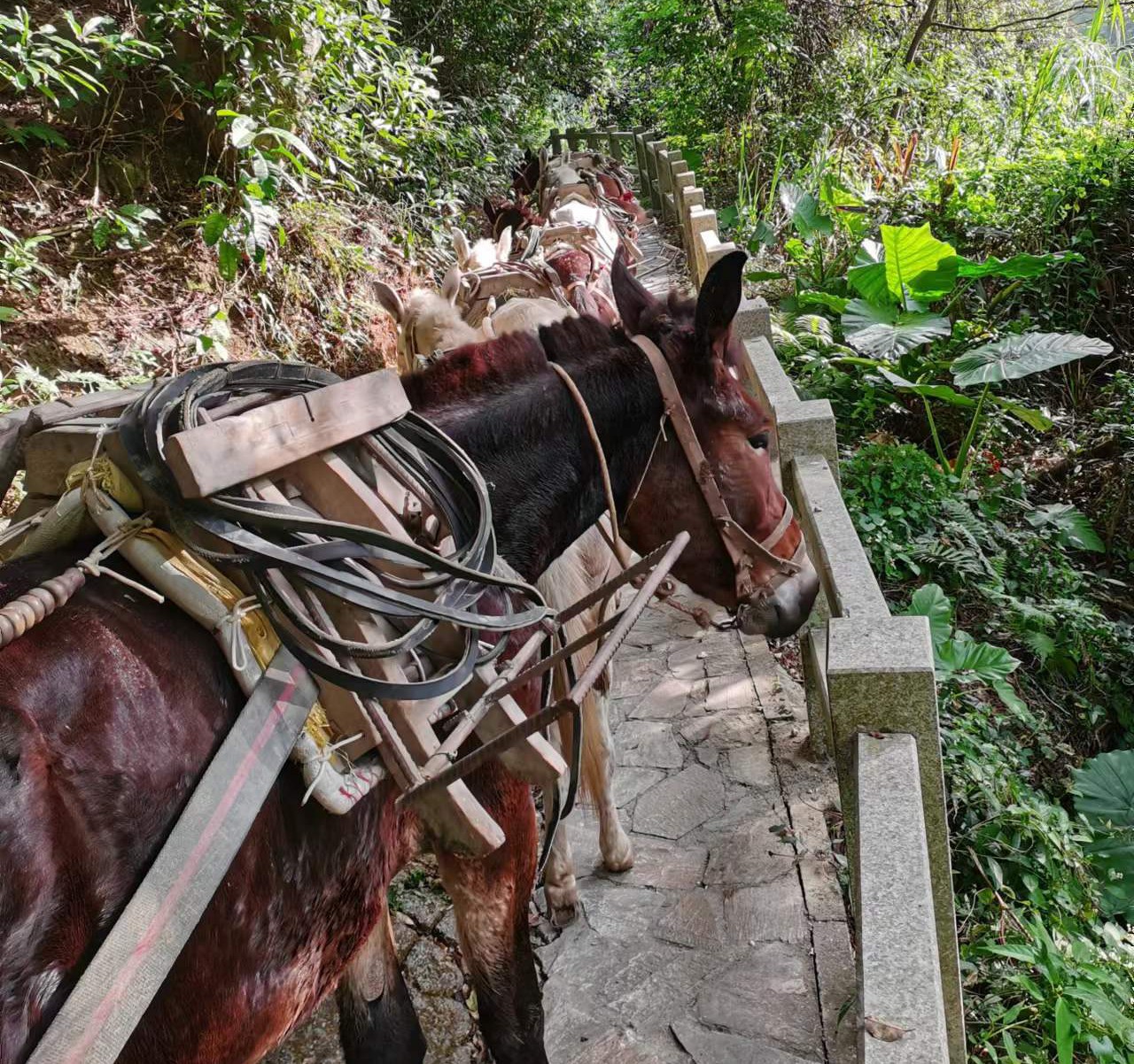 龙华区马队运输
