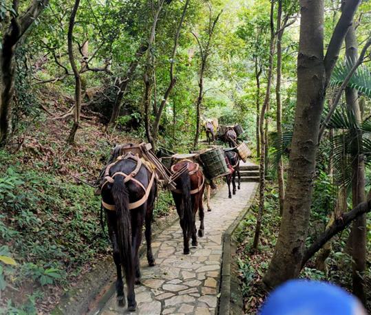 龙华区马队运输电话