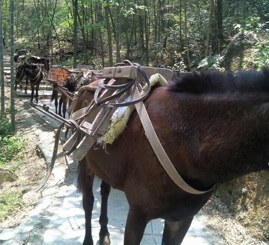 龙华区山路骡马运输