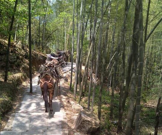 龙华区山路马队运输