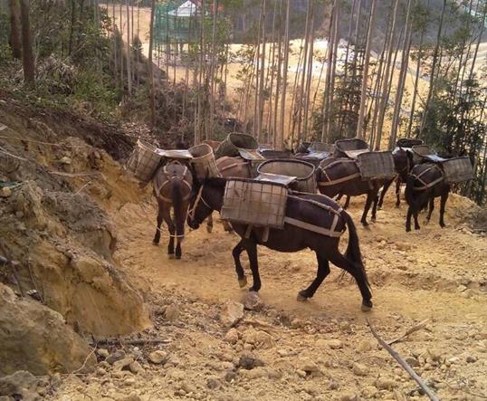 龙华区山区马队运输